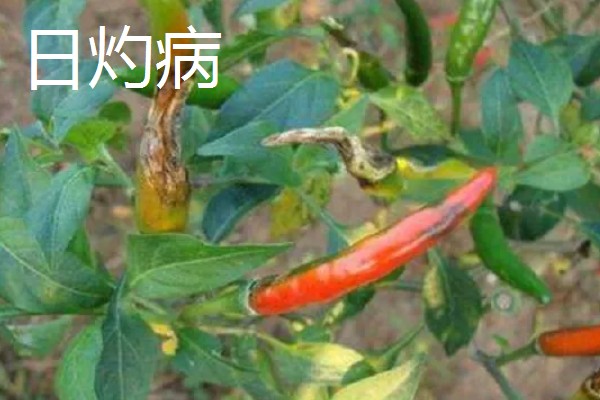 秋延辣椒病毒病怎么防治，要及时防治蚜虫