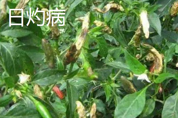秋延辣椒病毒病怎么防治，要及时防治蚜虫