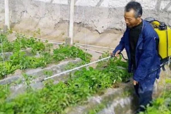 秋延辣椒病毒病怎么防治，要及时防治蚜虫