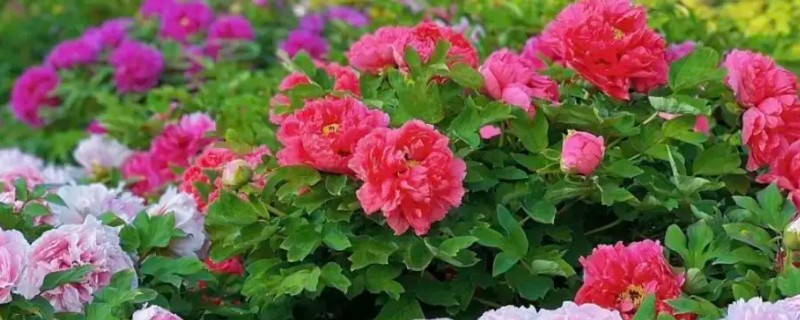 牡丹什么时候繁殖,春秋季节是最佳时期