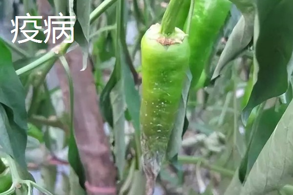 秋延辣椒病毒病怎么防治，要及时防治蚜虫