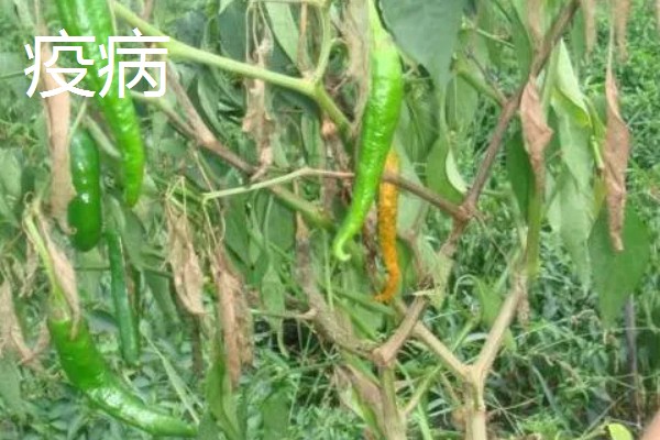 秋延辣椒病毒病怎么防治，要及时防治蚜虫