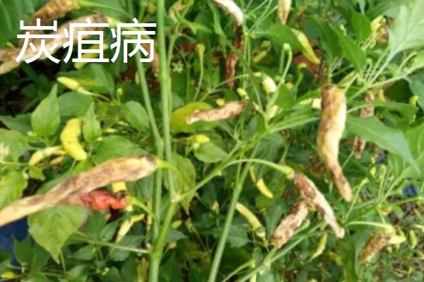 秋延辣椒病毒病怎么防治，要及时防治蚜虫
