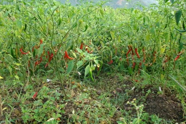 秋延辣椒病毒病怎么防治，要及时防治蚜虫