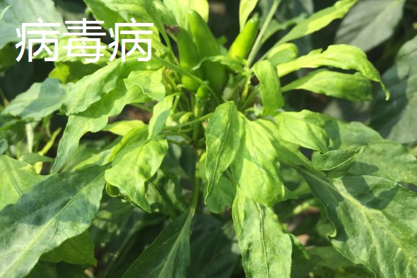 秋延辣椒病毒病怎么防治，要及时防治蚜虫