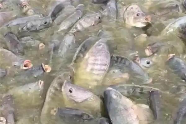 罗非鱼的养殖前景，目前来看前景可观