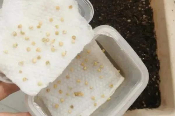 秋延辣椒病毒病怎么防治，要及时防治蚜虫