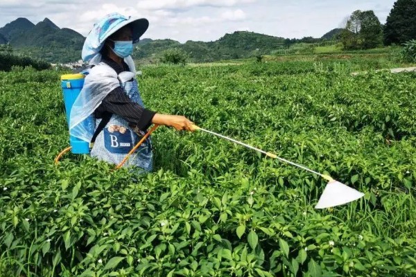 秋延辣椒病毒病怎么防治，要及时防治蚜虫