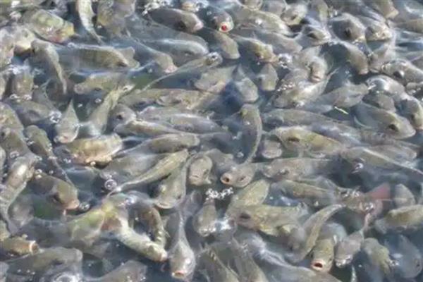 罗非鱼的养殖前景，目前来看前景可观