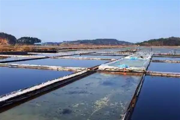 罗非鱼的养殖前景，目前来看前景可观