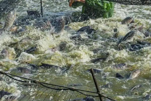 罗非鱼的养殖前景，目前来看前景可观