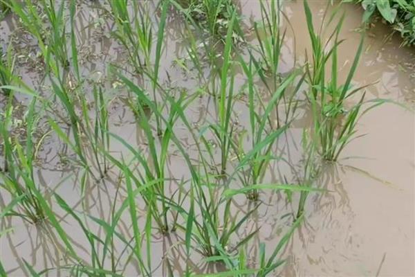 罗非鱼的养殖前景，目前来看前景可观