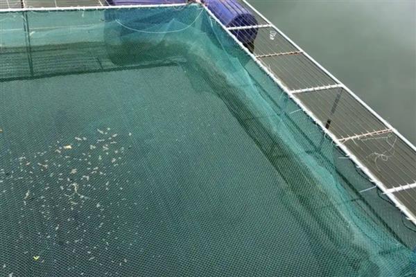 罗非鱼的养殖前景，目前来看前景可观