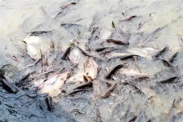 罗非鱼的养殖前景，目前来看前景可观