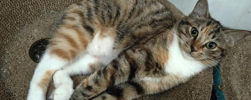 猫得肠胃炎的症状，会呕吐腹泻