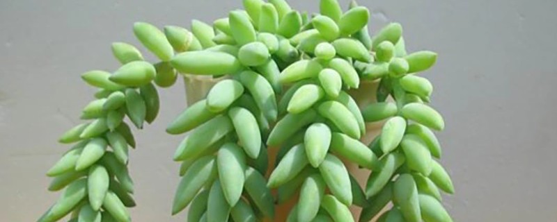 翡翠景天多肉如何叶插，需选择生长健壮的植株