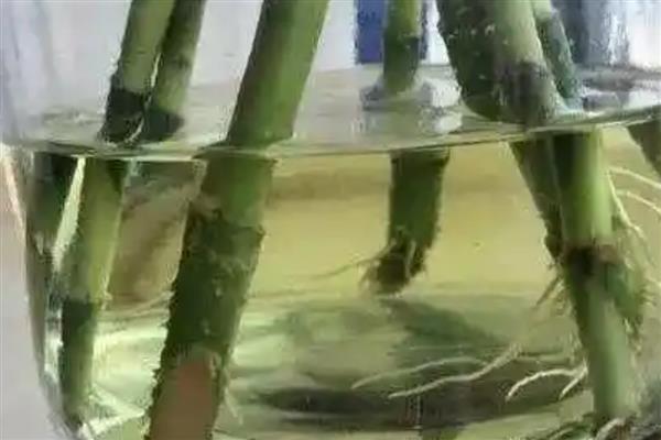 水培富贵竹叶尖干枯怎么处理，需定期换水