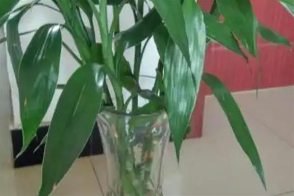水培富贵竹叶尖干枯怎么处理，需定期换水