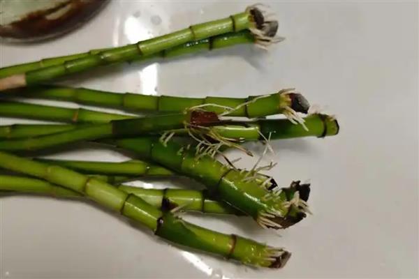 水培富贵竹叶尖干枯怎么处理，需定期换水