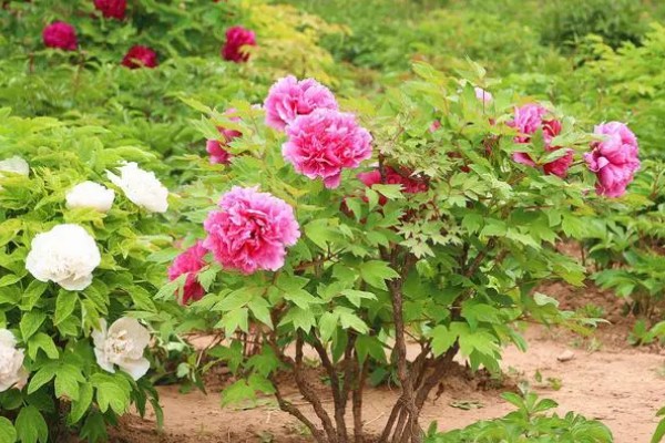 牡丹什么时候繁殖,春秋季节是最佳时期