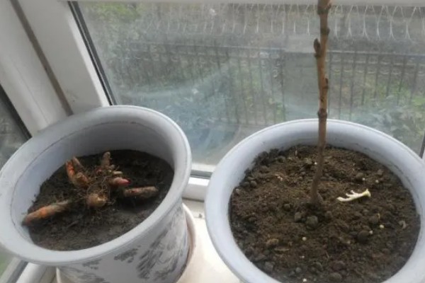 牡丹什么时候繁殖,春秋季节是最佳时期