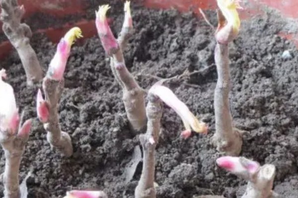 牡丹什么时候繁殖,春秋季节是最佳时期