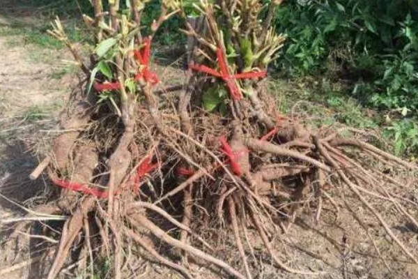 牡丹什么时候繁殖,春秋季节是最佳时期