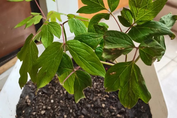 牡丹什么时候繁殖,春秋季节是最佳时期