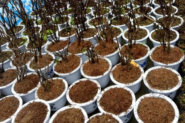 牡丹什么时候繁殖,春秋季节是最佳时期