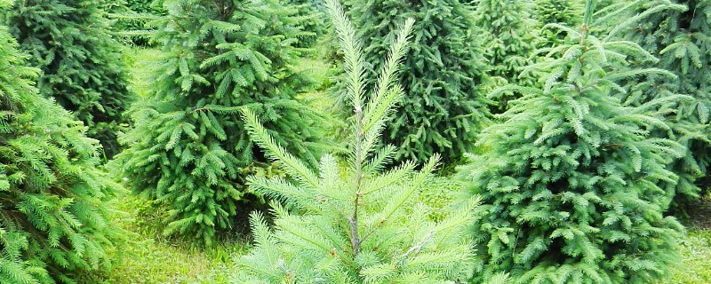 柏树叶片干枯能不能活,条件适宜时可以快速长出新芽