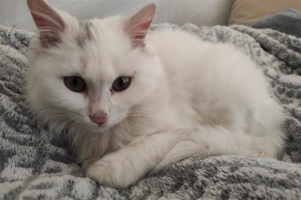 猫得肠胃炎的症状，会呕吐腹泻