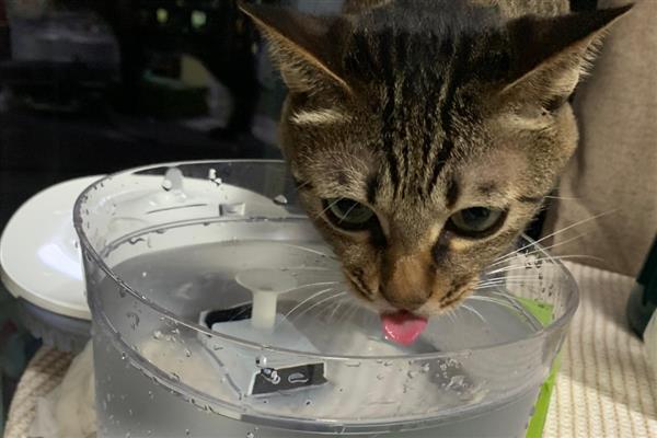 猫得肠胃炎的症状，会呕吐腹泻