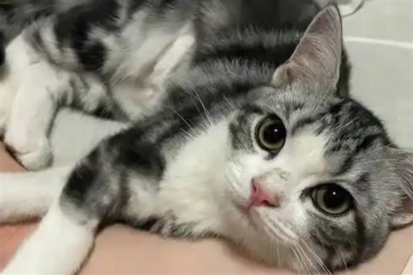 猫得肠胃炎的症状，会呕吐腹泻