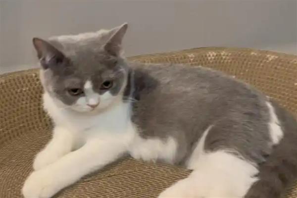 猫得肠胃炎的症状，会呕吐腹泻