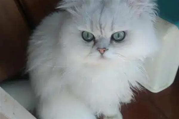 猫得肠胃炎的症状，会呕吐腹泻