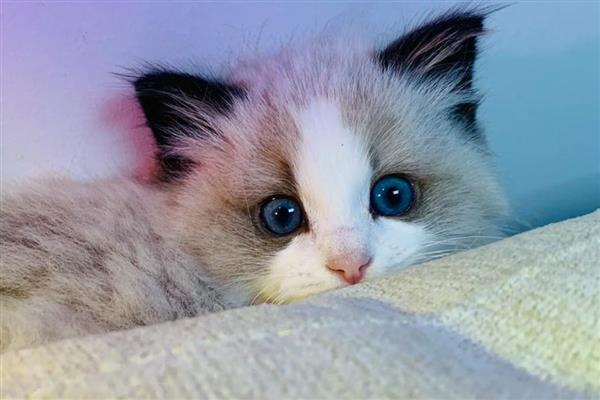 猫得肠胃炎的症状，会呕吐腹泻