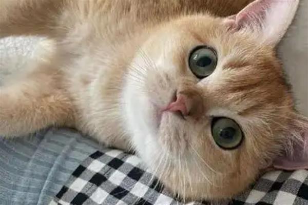 猫得肠胃炎的症状，会呕吐腹泻