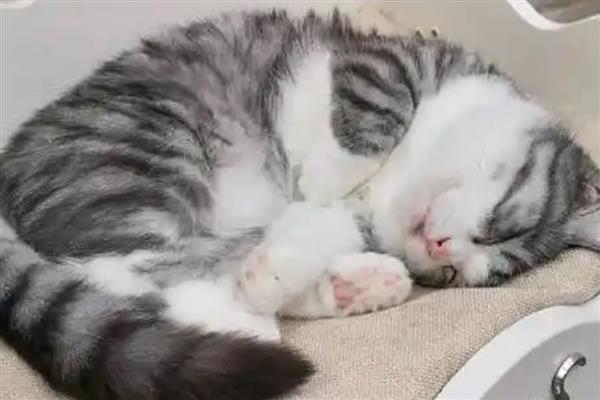 猫得肠胃炎的症状，会呕吐腹泻