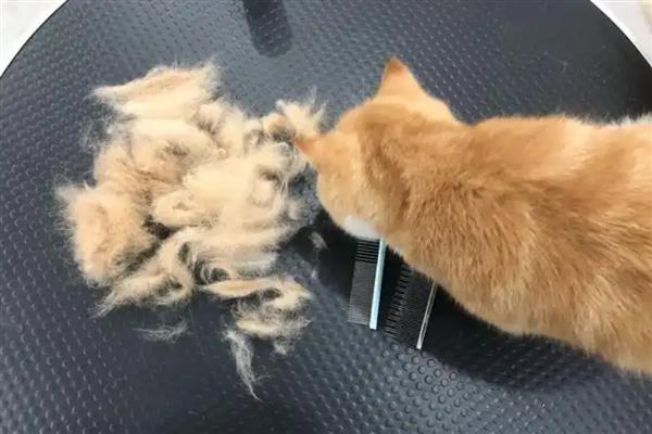 猫得肠胃炎的症状，会呕吐腹泻