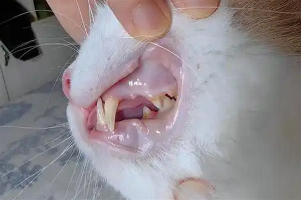 猫得肠胃炎的症状，会呕吐腹泻