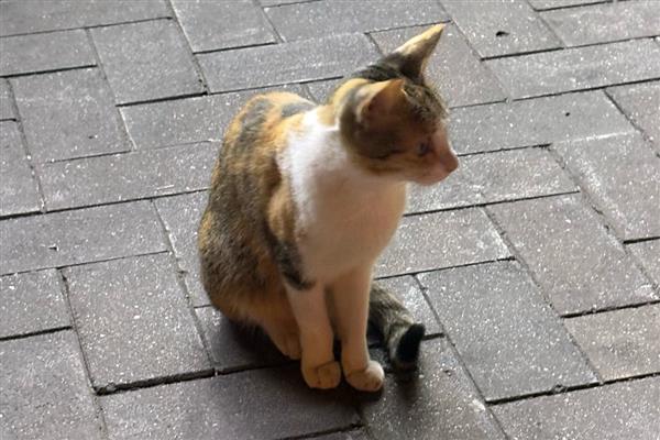 猫得肠胃炎的症状，会呕吐腹泻