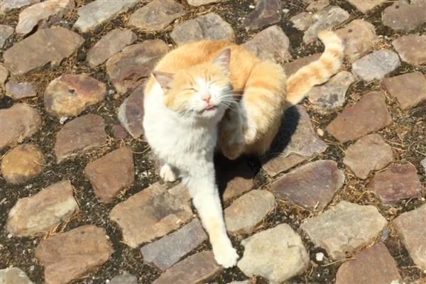 猫得肠胃炎的症状，会呕吐腹泻