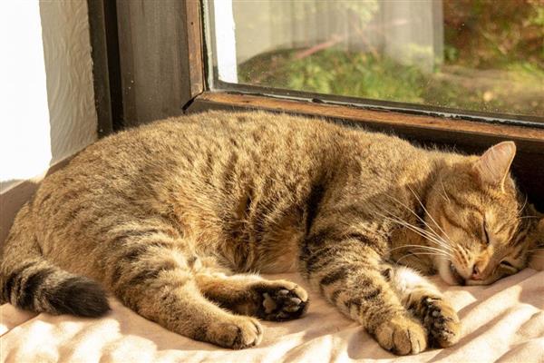 猫得肠胃炎的症状，会呕吐腹泻