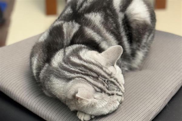 猫得肠胃炎的症状，会呕吐腹泻