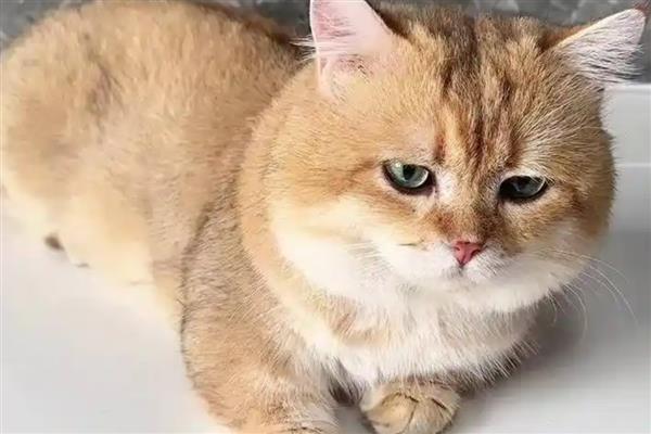 猫得肠胃炎的症状，会呕吐腹泻