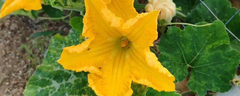 南瓜花是不是两性花，南瓜花不是两性花