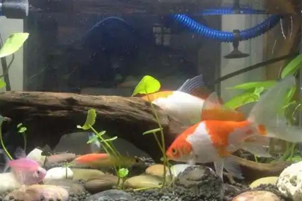 如何调整平衡鱼缸下水和上水,需要保证速度一致