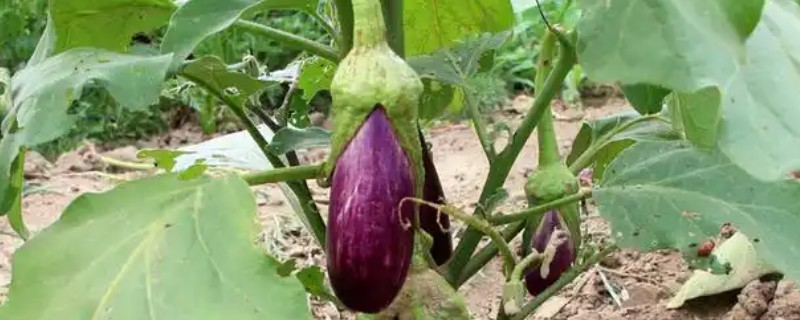 茄子开花到成熟所需时间,经过30天左右就能成熟采收