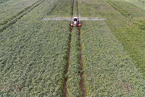 杀虫单的禁用作物,对蚕和蜜蜂具有毒性