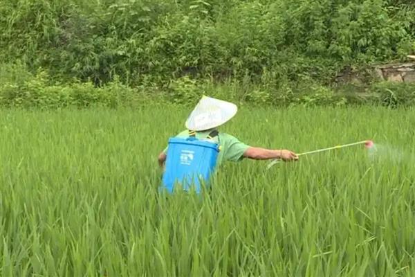 杀虫单的禁用作物,对蚕和蜜蜂具有毒性